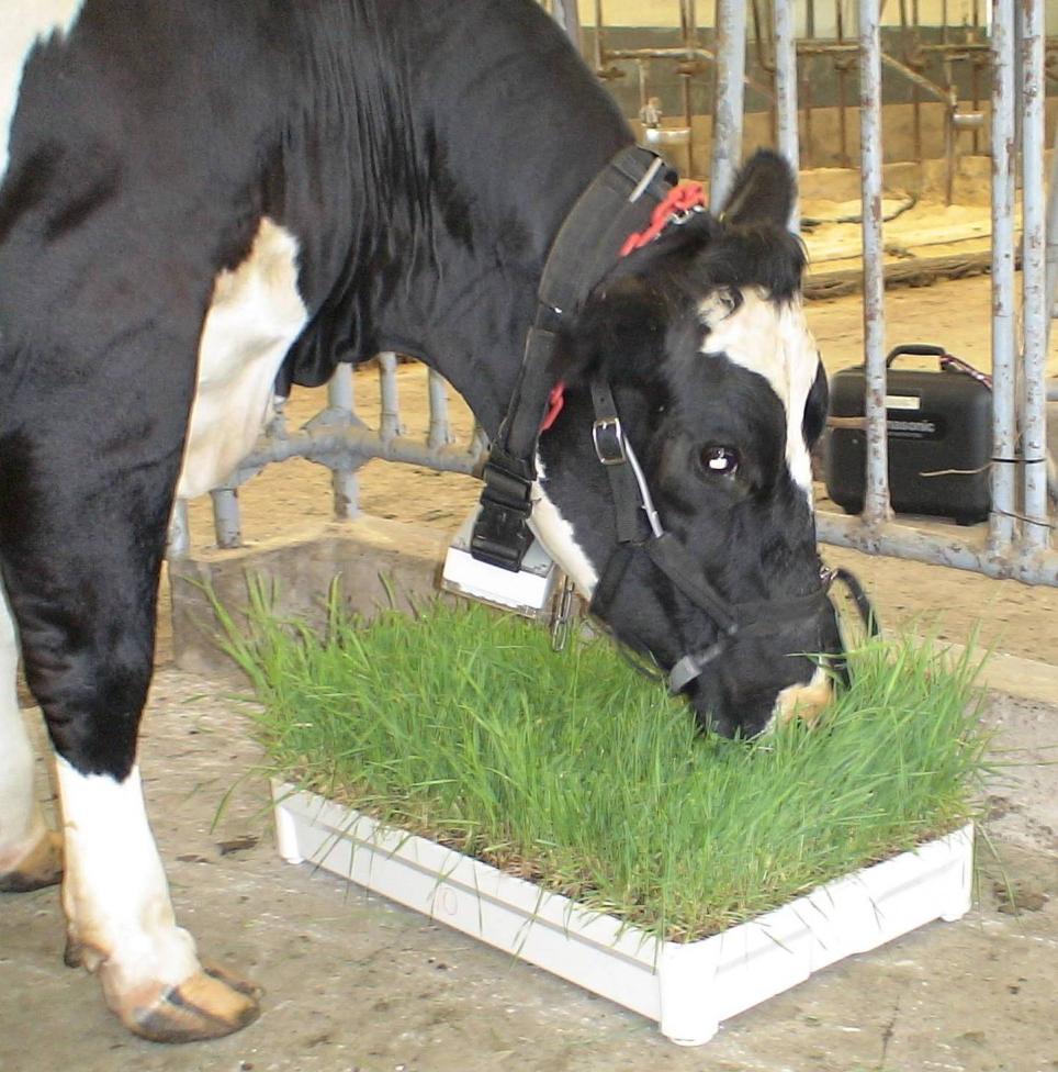 cow grazing in sward
box