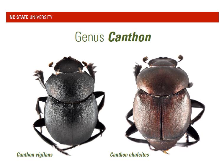 Canthon dung beetles