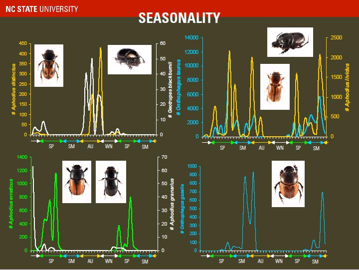 dung beetle seasonality