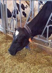 cow eating TMR