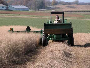 harvesting switchgrass
