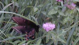 butterfly in
pasture