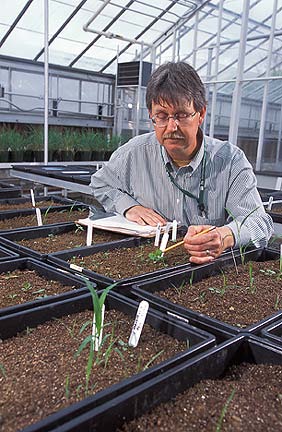 recording seedlings in the
greenhouse