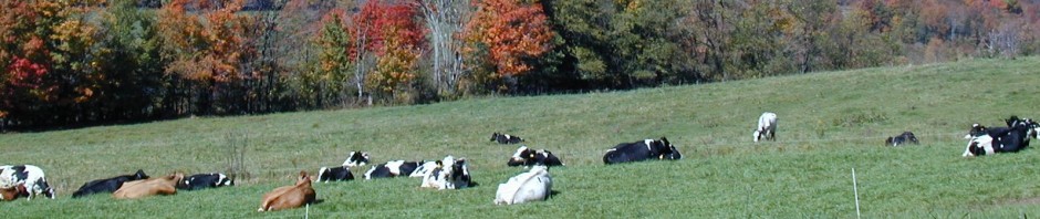 grazing cattle