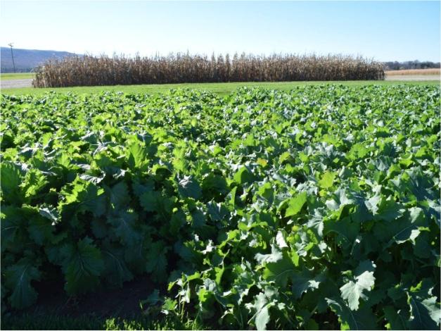 Forage brassicas