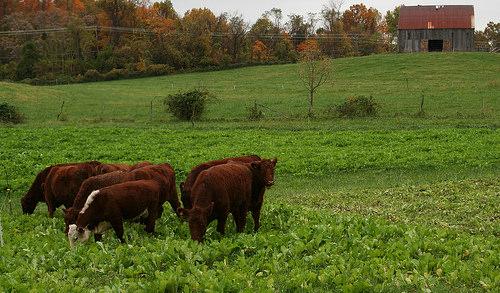 Cattle grazing forage brassicas