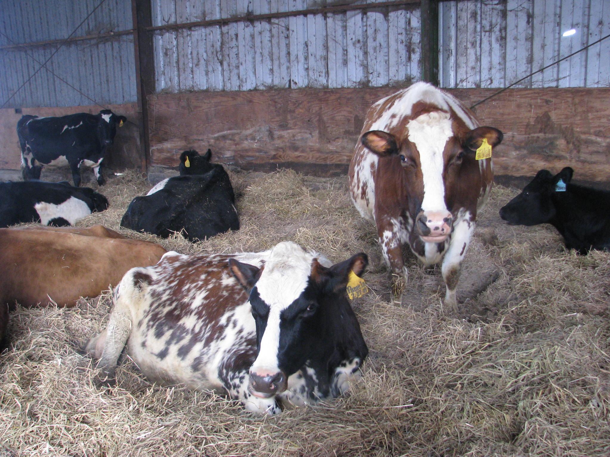 cows on bedded pack