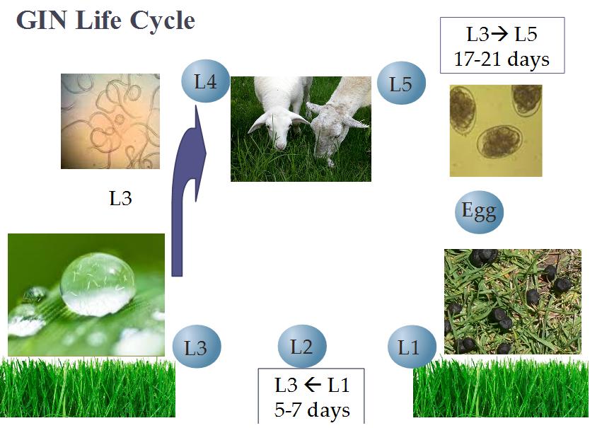 GIN life cycle