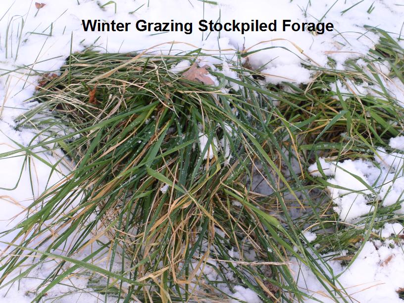 stockpiling winter forage