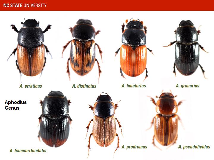 Aphodius dung beetles