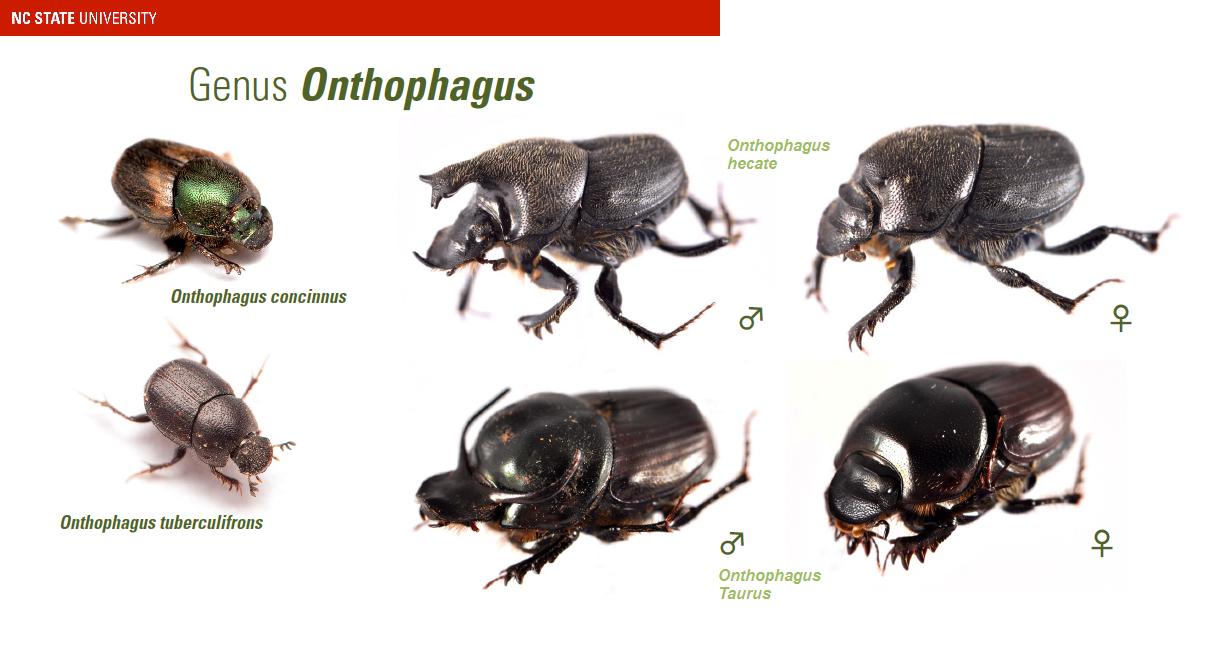 Onthophagus dung beetles