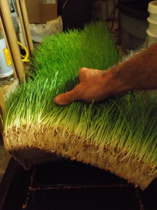 sprouted barley fodder